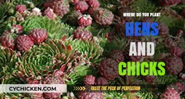 Where to Plant Hens and Chicks for Optimal Growth and Beauty