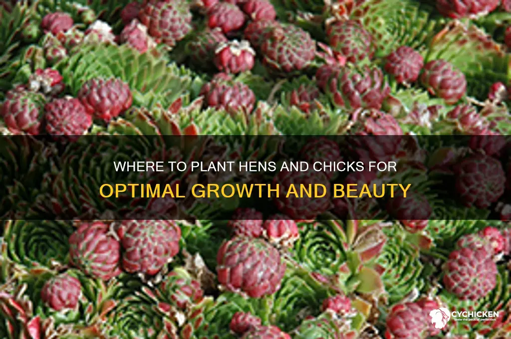 where do you plant hens and chicks