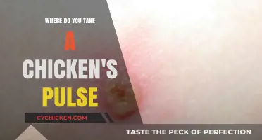 Finding a Chicken's Pulse: Unusual Vet Tips for Poultry Care