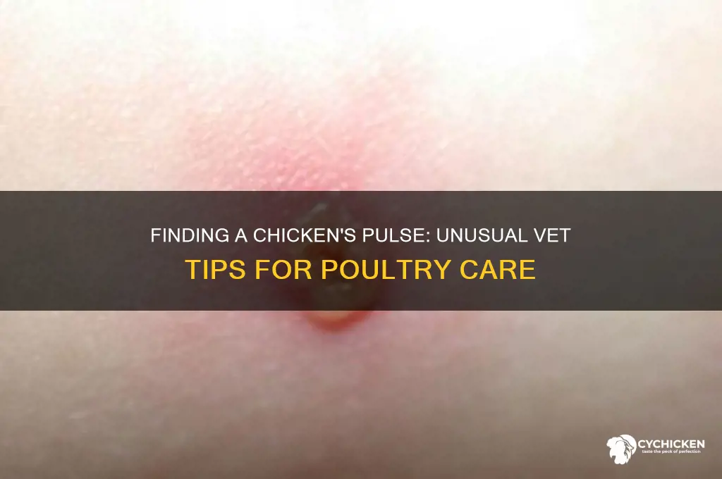 where do you take a chicken