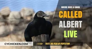 Where Does Albert the Chick Live? Exploring His Unique Habitat