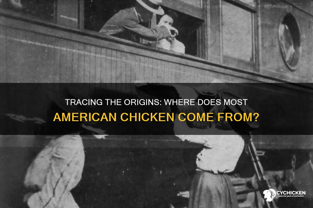 where does american chicken mainly come fomr