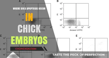 Apoptosis in Chick Embryos: Key Developmental Stages and Locations