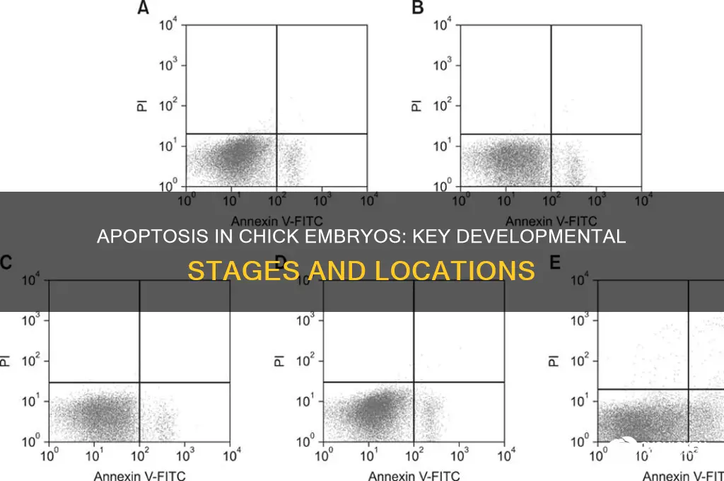 where does apoptosis occur in chick embryos