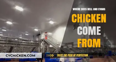 Where Does Bell & Evans Chicken Come From? A Farm-to-Table Journey