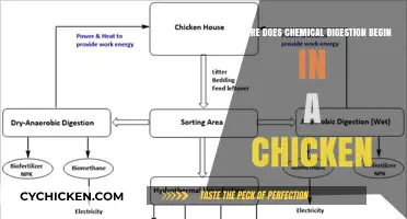 Unraveling the Mystery: Where Chemical Digestion Starts in Chickens