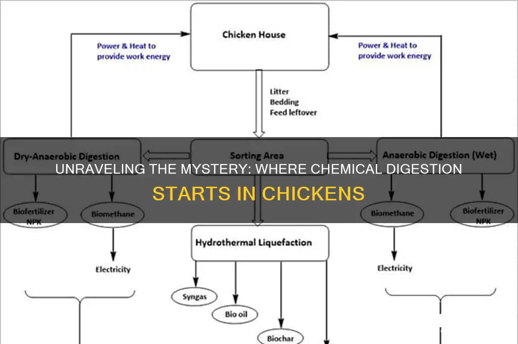 where does chemical digestion begin in a chicken