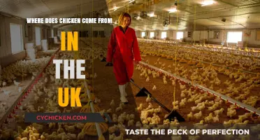 UK Chicken Origins: Farms, Supply Chains, and Consumer Plates Explained