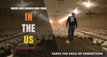 From Farm to Table: Tracing the Origins of US Chicken