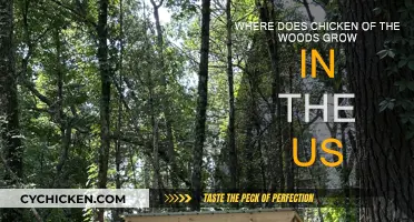 Chicken of the Woods: A Forager's Guide to the US