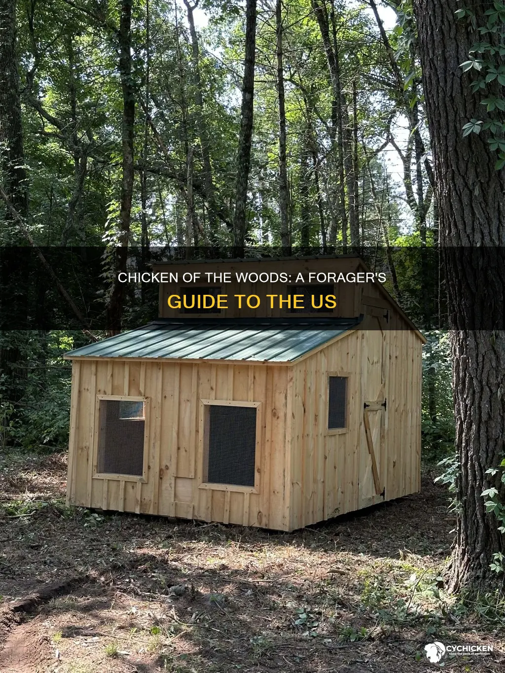where does chicken of the woods grow in the us