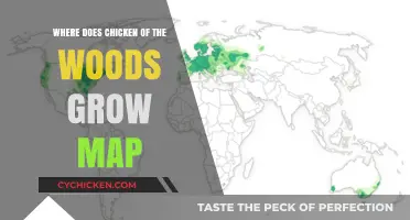 Where Chicken of the Woods Grows: A Detailed Map Guide