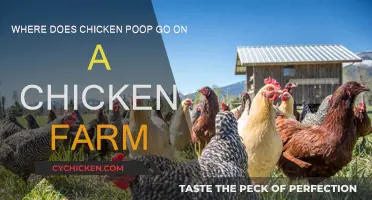 Chicken Poop Mystery: Where Does it Go?