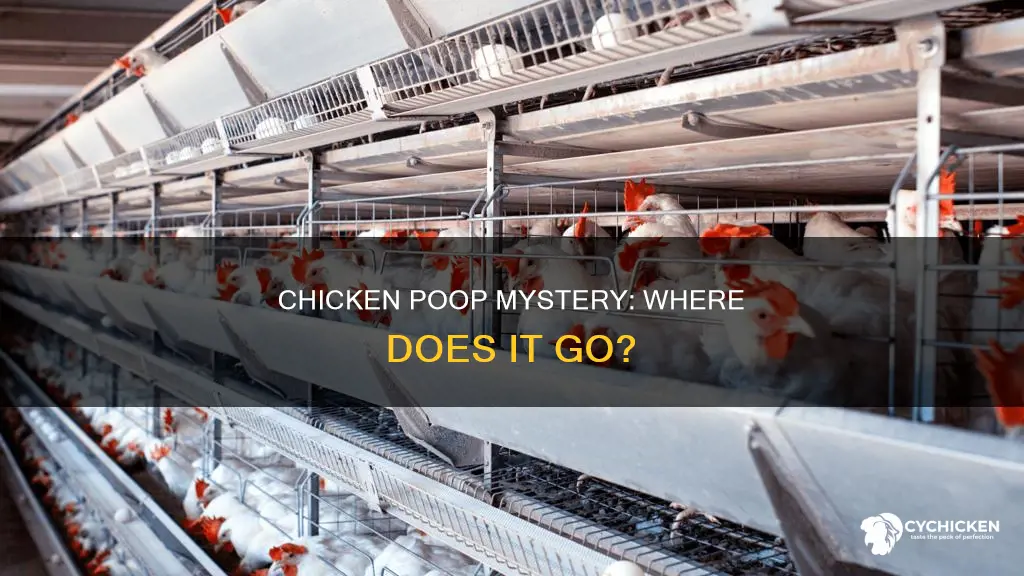 where does chicken poop go on a chicken farm