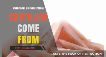 Understanding the Source of Chicken Sternal Cartilage: A Detailed Guide