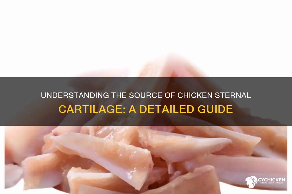 where does chicken sternal cartilage come from