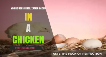 Understanding Chicken Fertilization: Location and Process Explained Simply