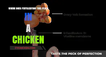 Understanding Chicken Fertilization: Location and Process Explained