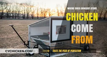 From Farm to Cart: Tracing the Journey of Grocery Store Chicken