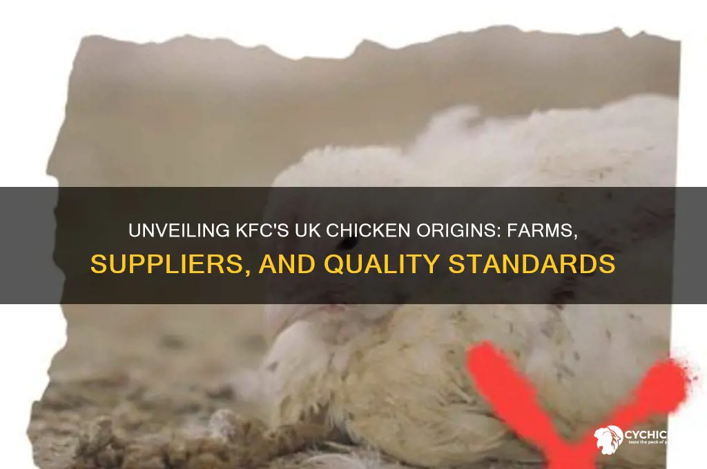 where does kfc chicken come from uk