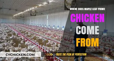 Unveiling the Origin of Maple Leaf Prime Chicken: A Farm-to-Table Journey