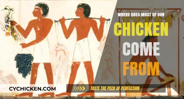 Unveiling the Surprising Origins of Our Everyday Chicken Supply