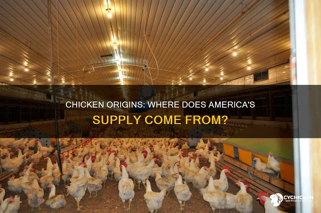 where does most of the us chicken come from
