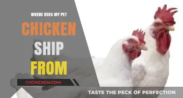 Where Does My Pet Chicken Ship From? Uncovering the Journey