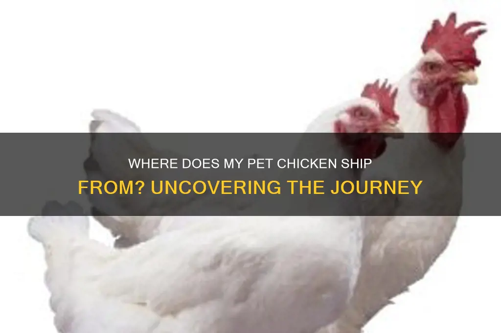 where does my pet chicken ship from
