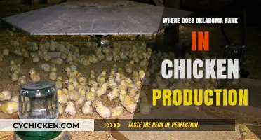Oklahoma's Poultry Power: Ranking the State's Chicken Production Nationwide