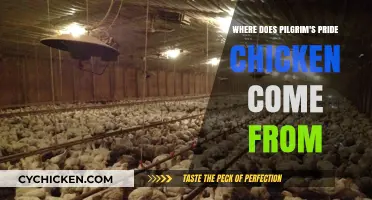 Tracing Pilgrim's Pride Chicken: Origins, Farms, and Production Journey