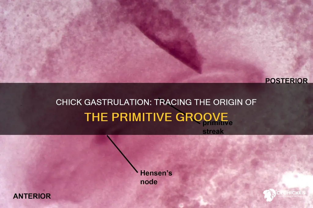 where does primitive groove start in chick gastrualation