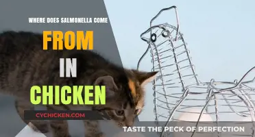 Uncovering the Source: How Salmonella Contaminates Chicken