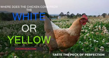 The Mystery of Chicken Egg Colors