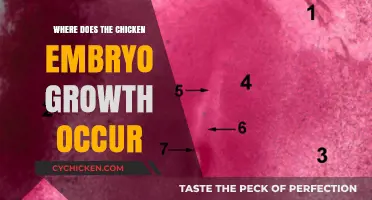 Understanding Chicken Embryo Development: Location and Growth Process Explained