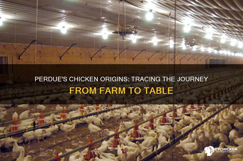 where does the chicken from perdue come from