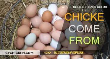 Chicken Colors: What Makes Dark Meat Dark?