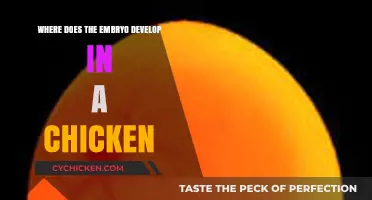 Understanding the Chicken Embryo's Development Location and Process