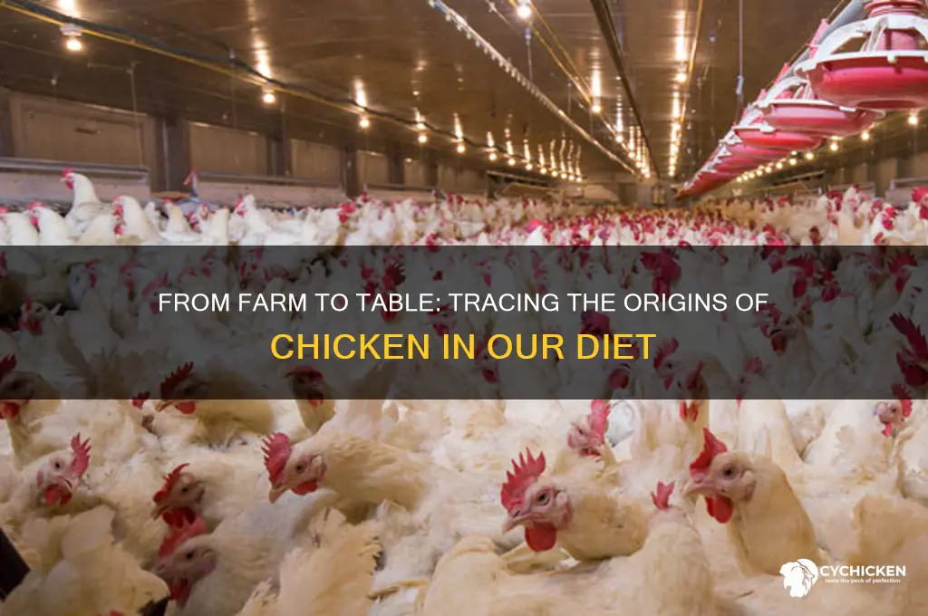 where does the food chicken come from
