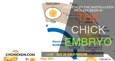Initiation of Gastrulation in Chick Embryos