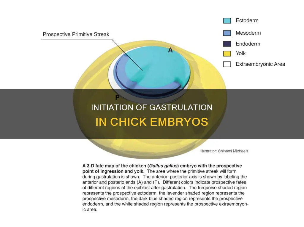where does the gastrulation process begin in the chick embryo