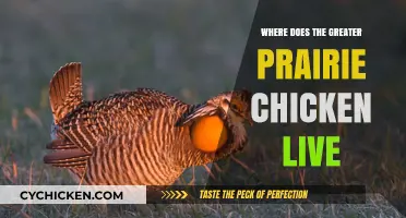 Exploring the Natural Habitat of the Greater Prairie Chicken