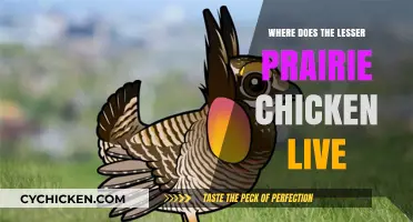 Discovering the Lesser Prairie Chicken's Natural Habitat and Range