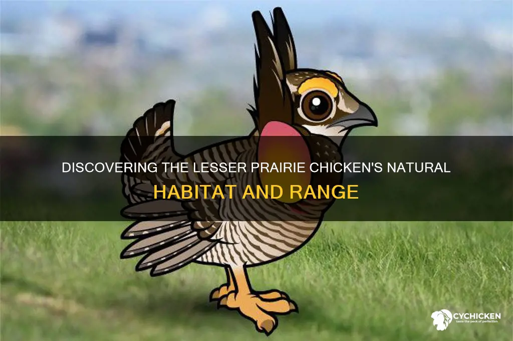 where does the lesser prairie chicken live