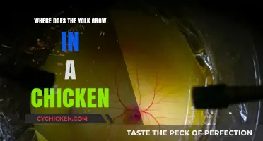 Understanding Yolk Development: Where Does the Yolk Grow in a Chicken?