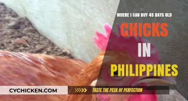 Where to Buy 45-Day-Old Chicks in the Philippines