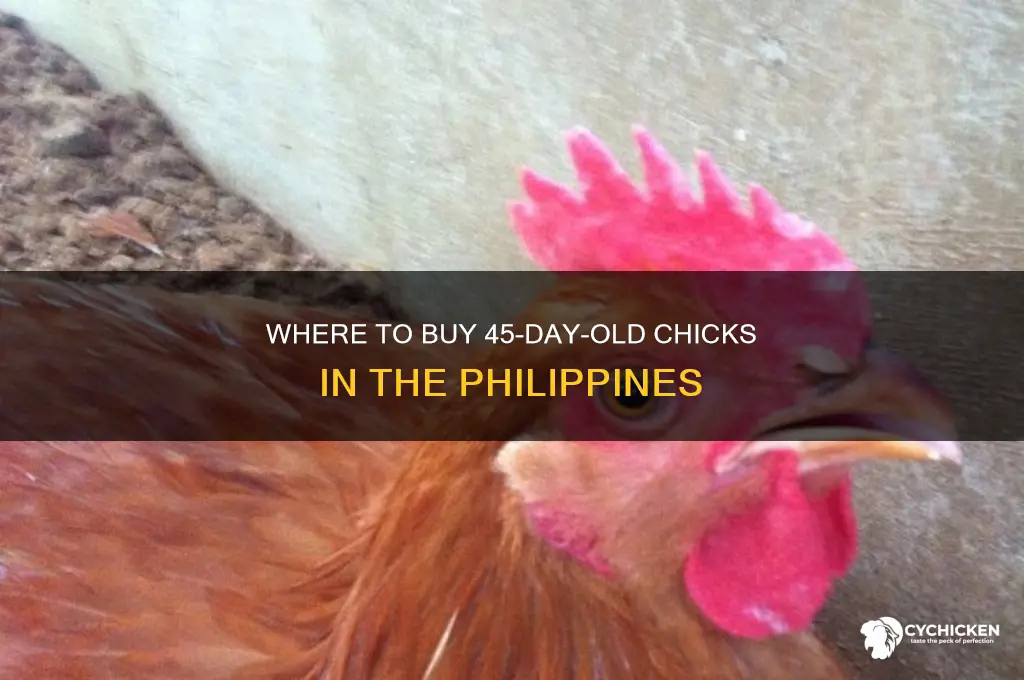 where i can buy 45 days old chicks in philippines