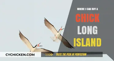 Where to Buy Chicks on Long Island: A Comprehensive Guide