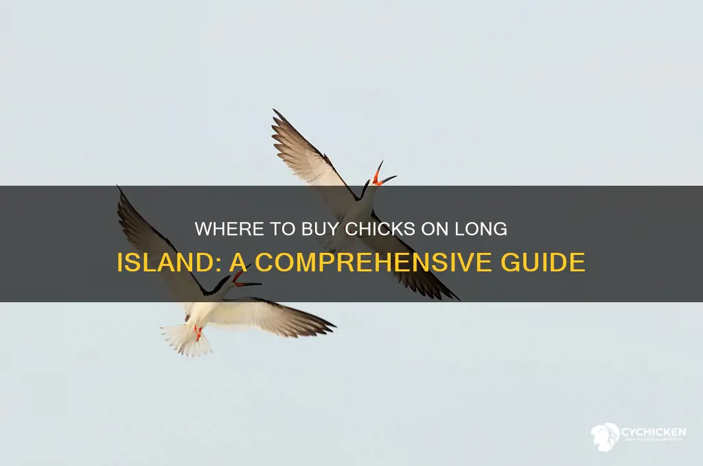where i can buy a chick long island
