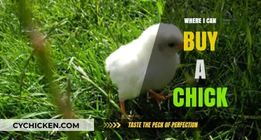 Where to Buy Chicks: A Guide to Local and Online Sources